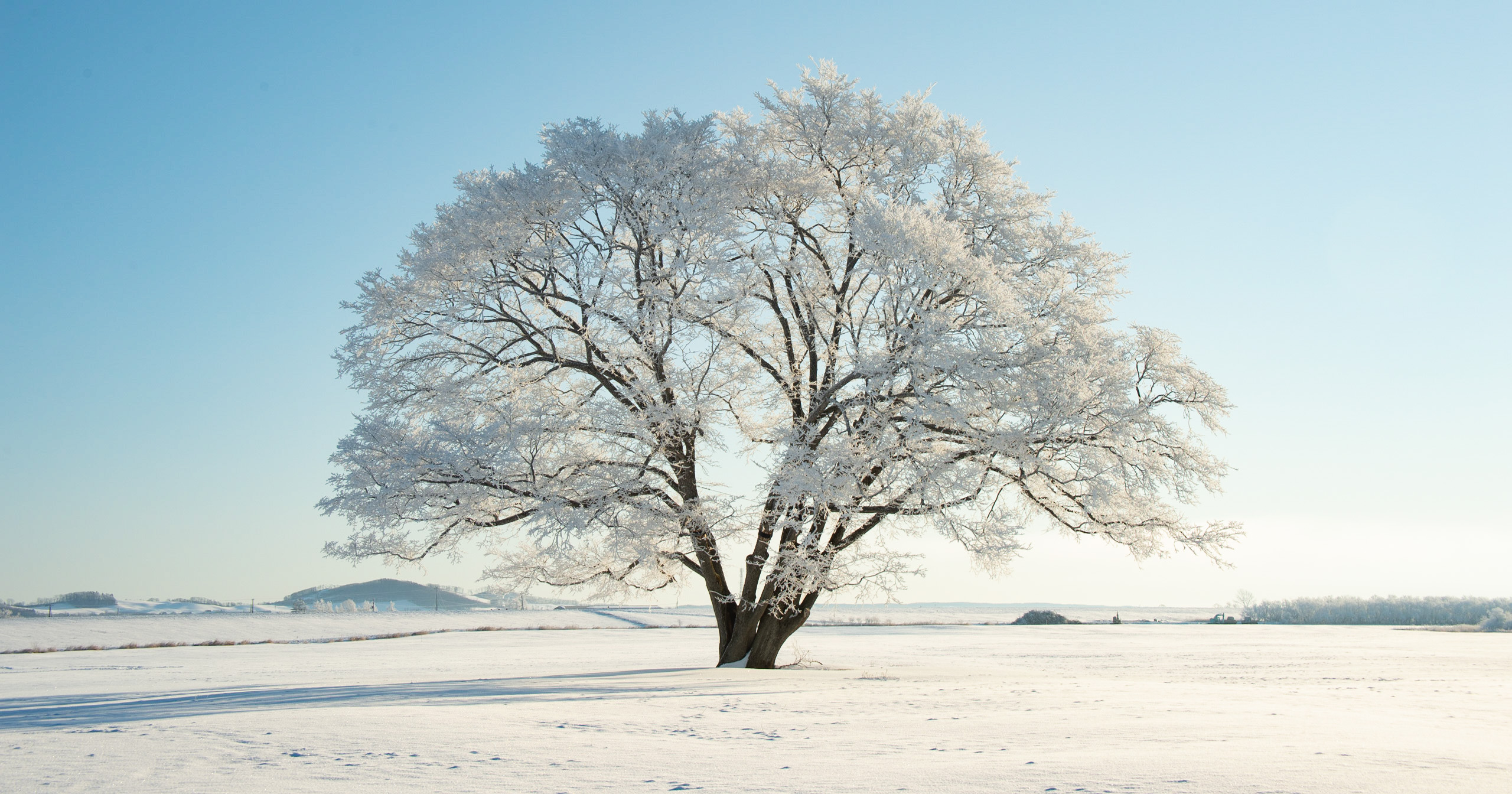 北海道の冬の絶景！雪と氷が織り成す幻想的な風景たち