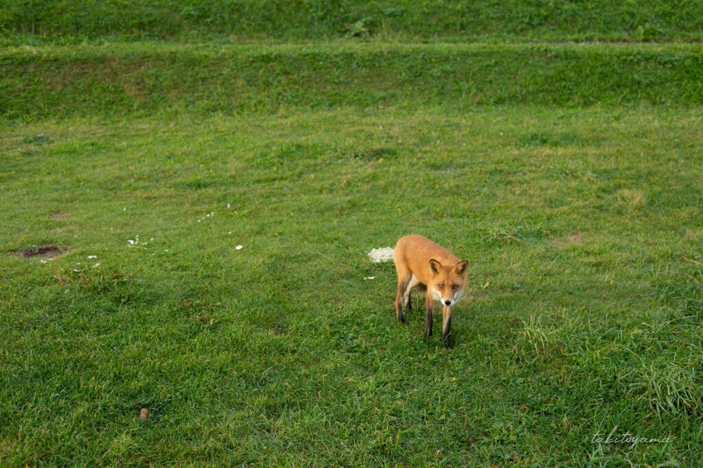 みさき台公園キャンプ場のキツネ