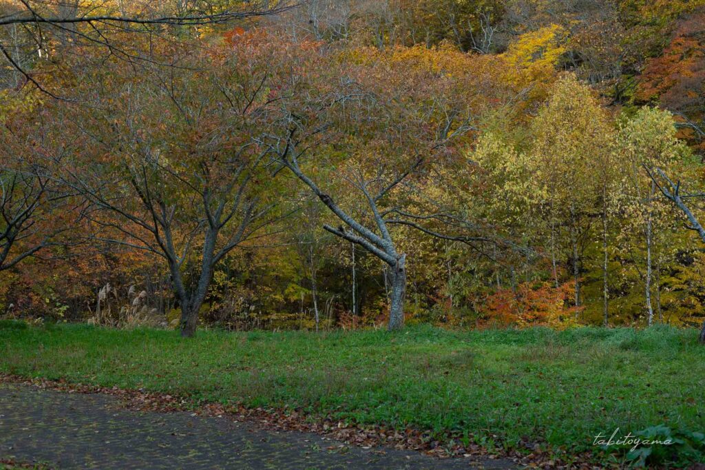 南茅部河川公園キャンプ場のフリーサイト