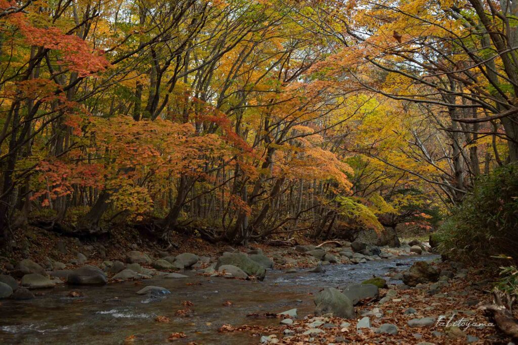 南茅部河川公園キャンプ場の紅葉