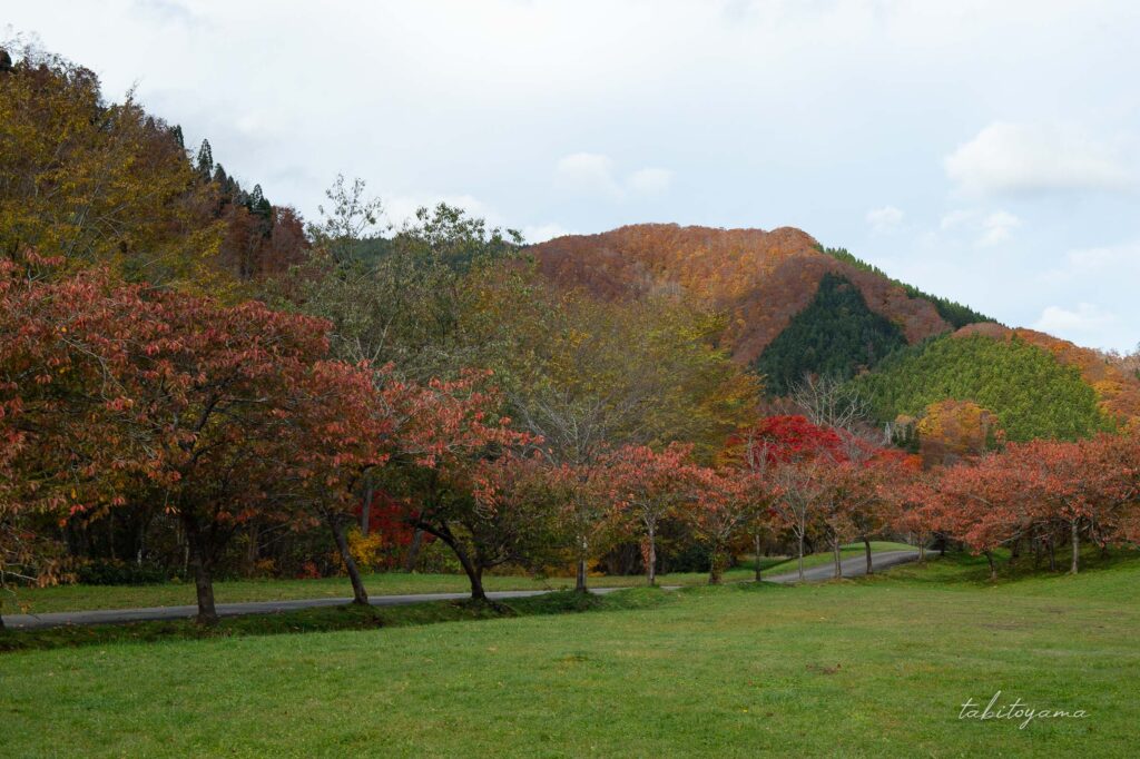 湯の沢水辺公園の奥にあるフリーサイト。奥の山々は場内の八重桜は紅葉で赤く色づいている。