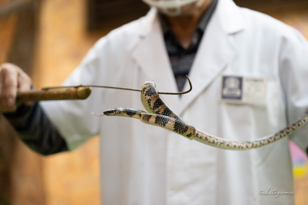 生きているハブを間近で見る