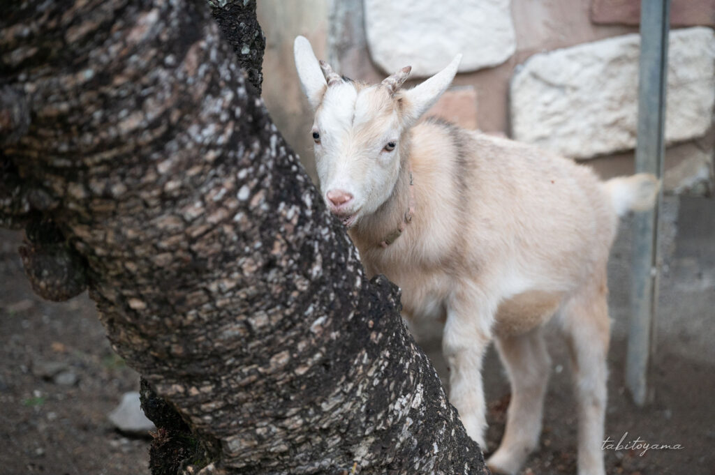 ホテルカレッタ奄美の山羊