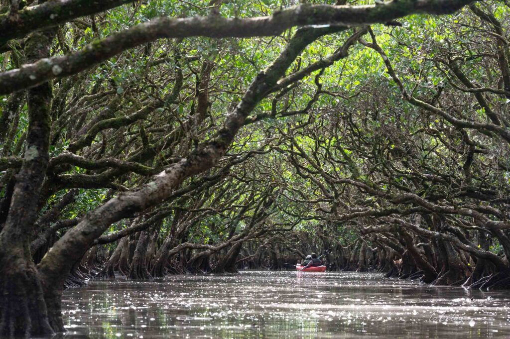 左右を木々に覆われたマングローブの原生林