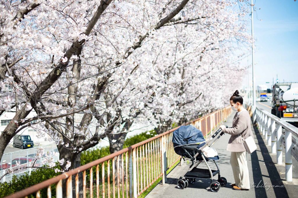 満開の桜を横目に歩道で佇むベビーカーを押す妻