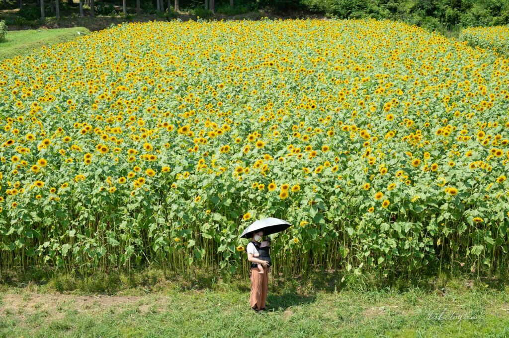 満開のひまわり畑を背景に日傘の下でこちらを向く妻と息子