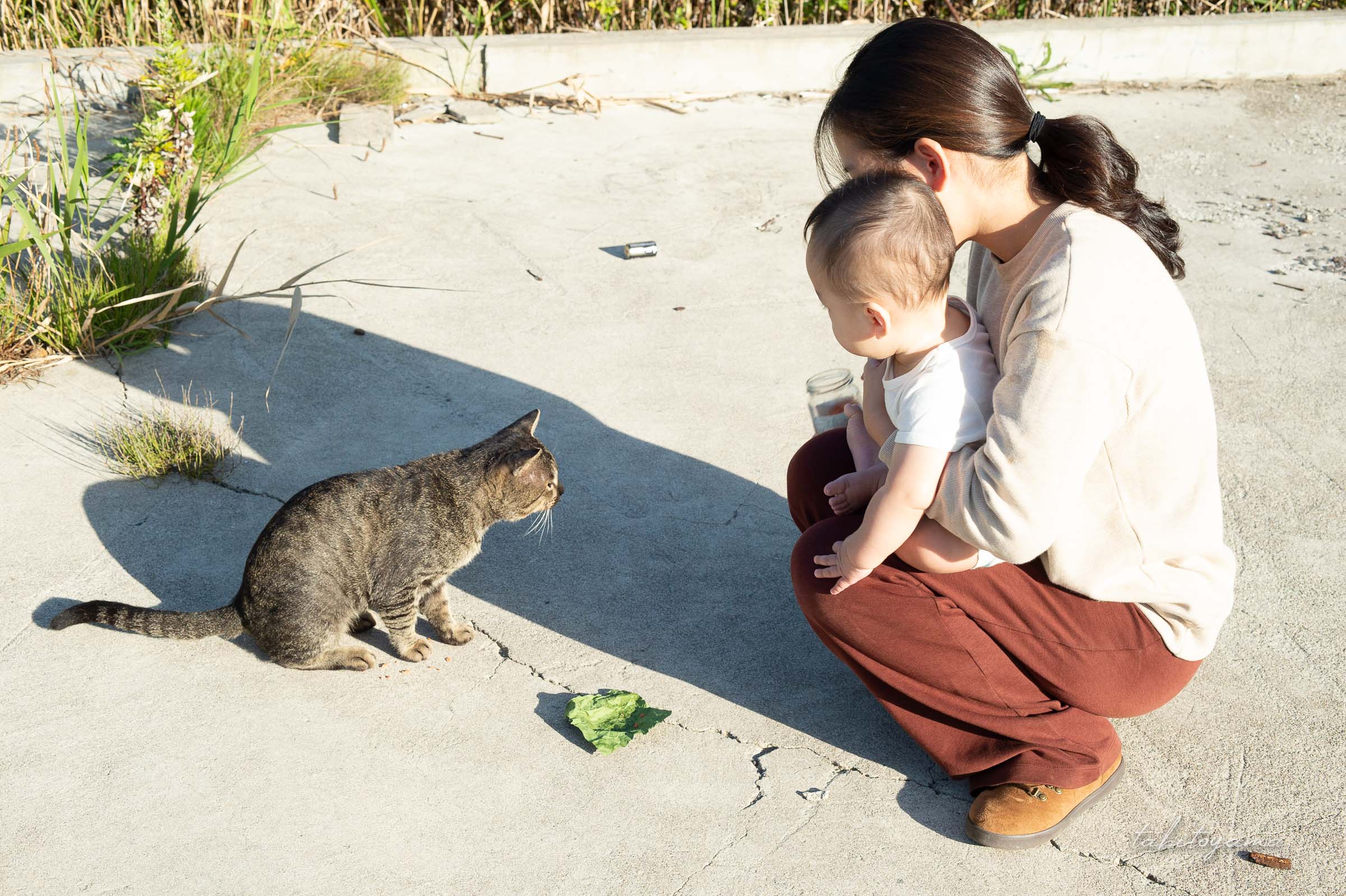 野良猫に近づく妻と息子
