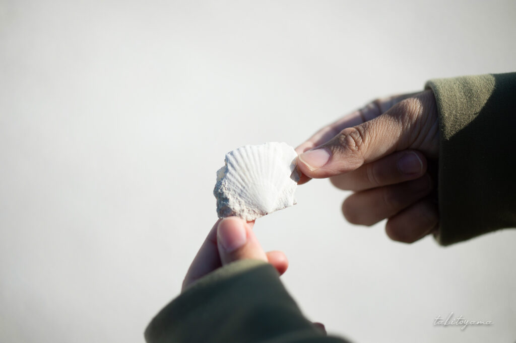 宗谷丘陵の白い道に敷き詰められた貝殻を手に取る