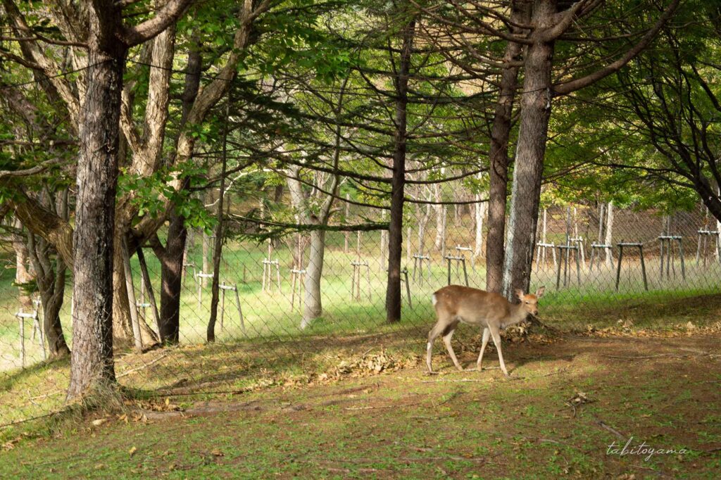 稚内森林公園の野生の鹿