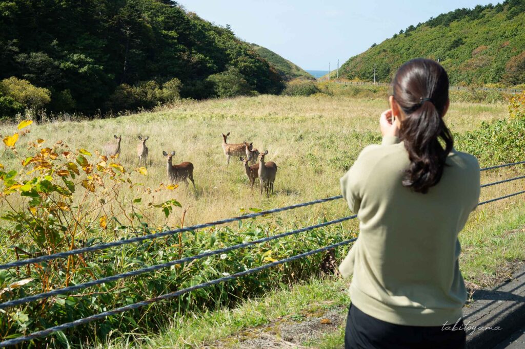 宗谷丘陵の野生の鹿の群れをスマートフォンで撮影する妻の後ろ姿