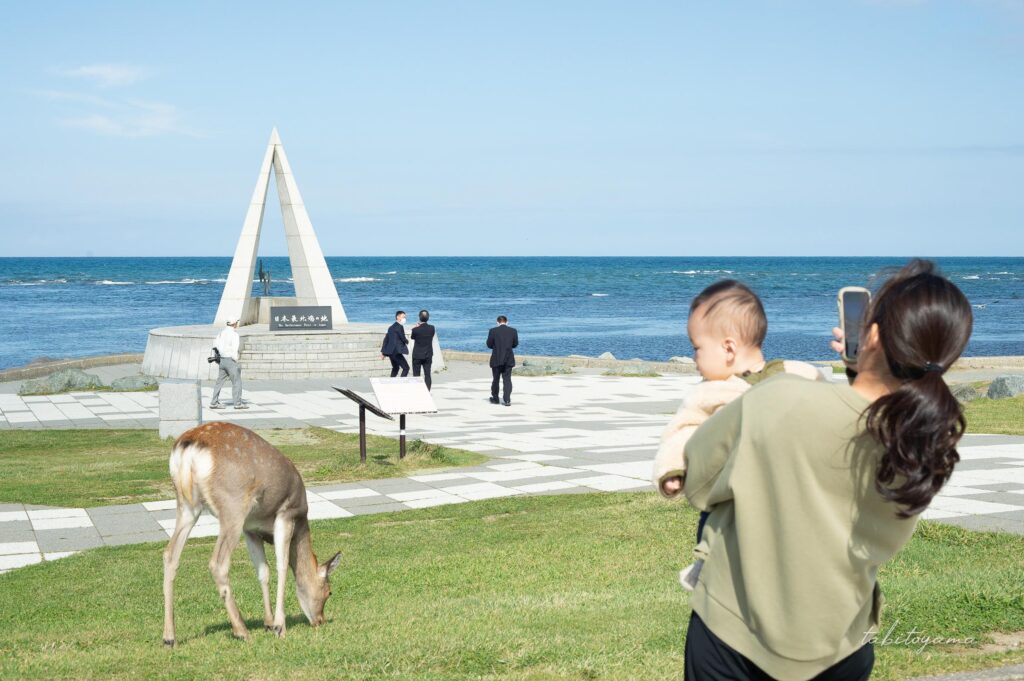 宗谷岬で芝生を食べる野生の鹿を撮影する妻
