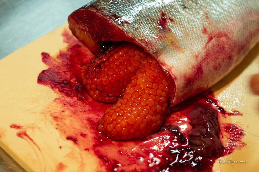 捌いた鮭の腹から出てきた筋子