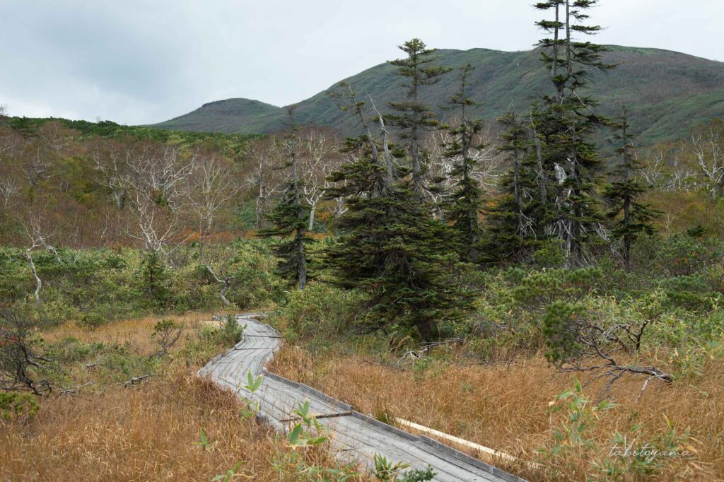 神仙沼の遊歩道