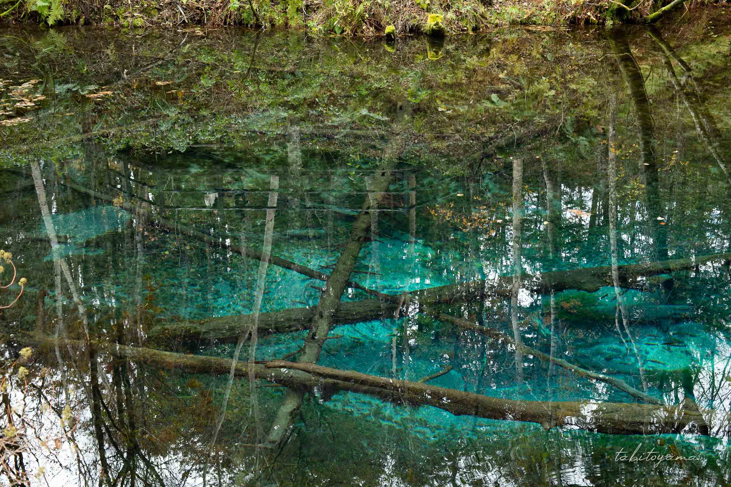 透明度が高く沈んだ倒木が見える、コバルトブルーの水色の神の小池