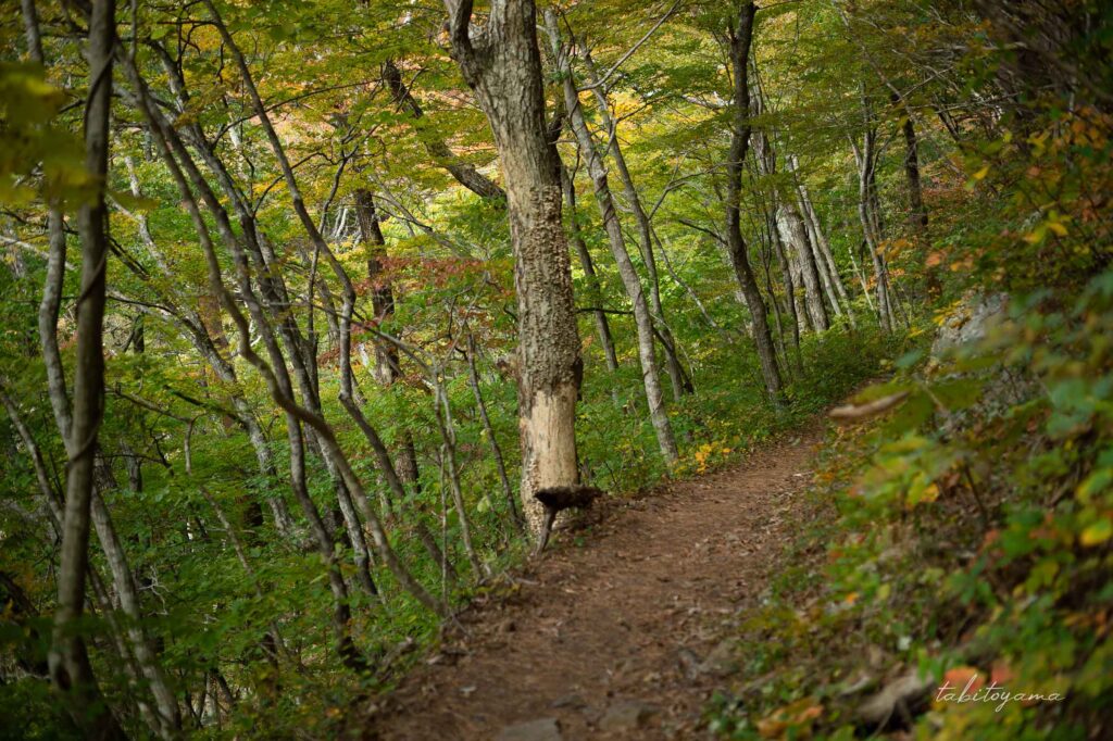 魹ヶ崎へ続く遊歩道