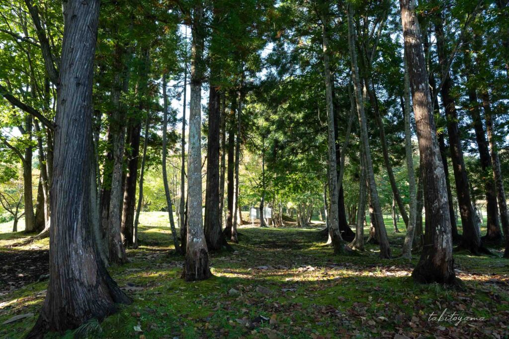 上磯ダム公園キャンプ場の林間サイト。