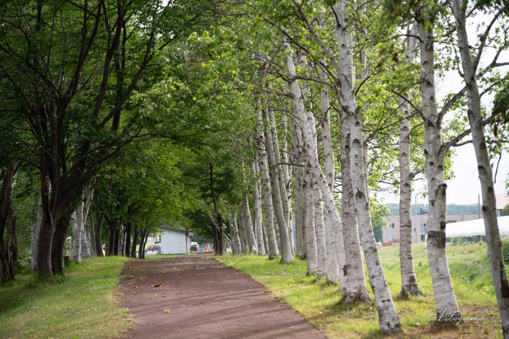 北村中央公園ふれあい広場キャンプ場脇の通路。そばには白樺の木が立ち並ぶ。
