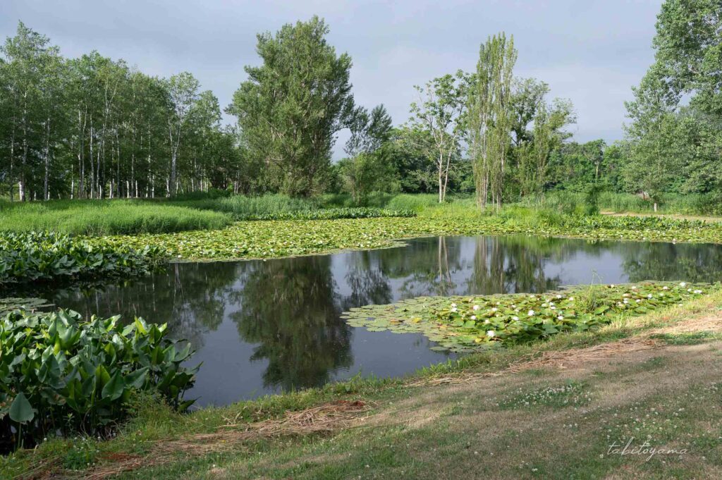 北村中央公園ふれあい広場キャンプ場の奥にある池。