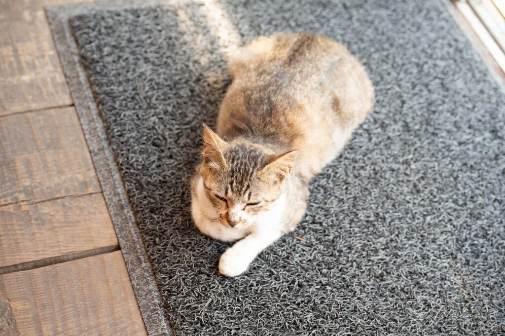 玄関マットの上で目を細めながらねそべるサバトラ猫