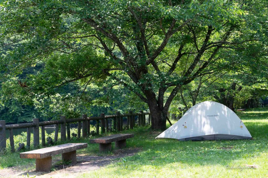 新穂ダムキャンプサイトの木陰下に設営された白いテント、木々から木漏れ日が差す