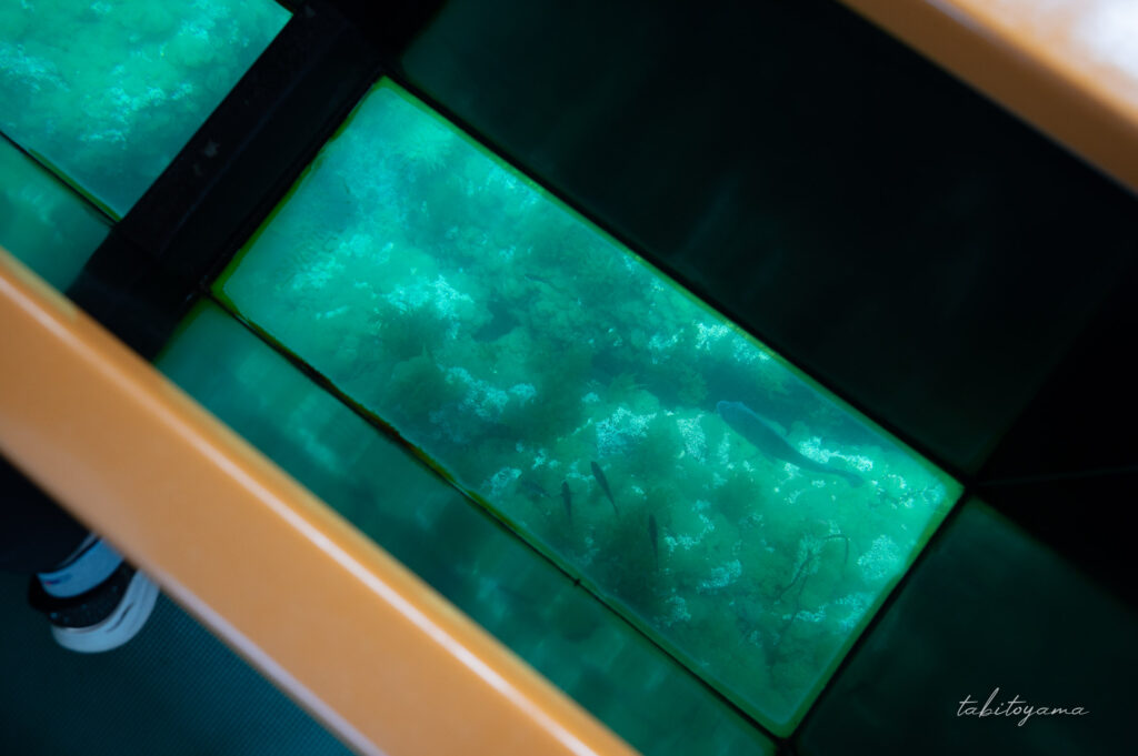 海中透視船の船底から海の魚が泳ぐ姿を眺める