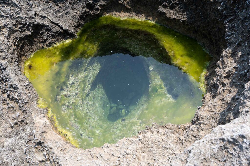 平根崎の波蝕甌穴群の藻が発生した穴