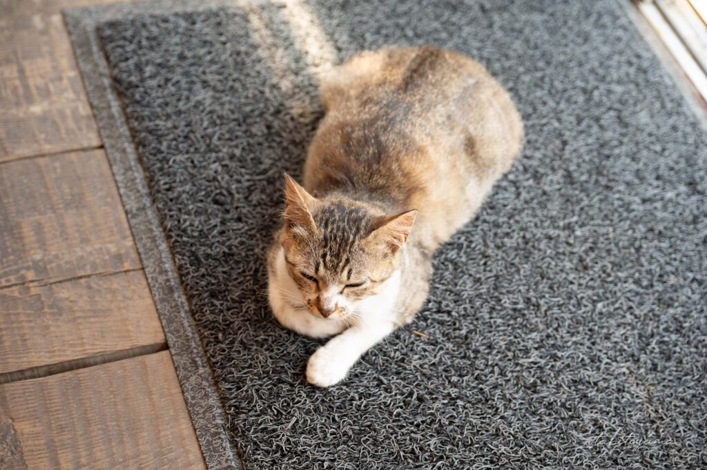 キッチンよろこんで原黒店の玄関マットで寝そべる野良猫