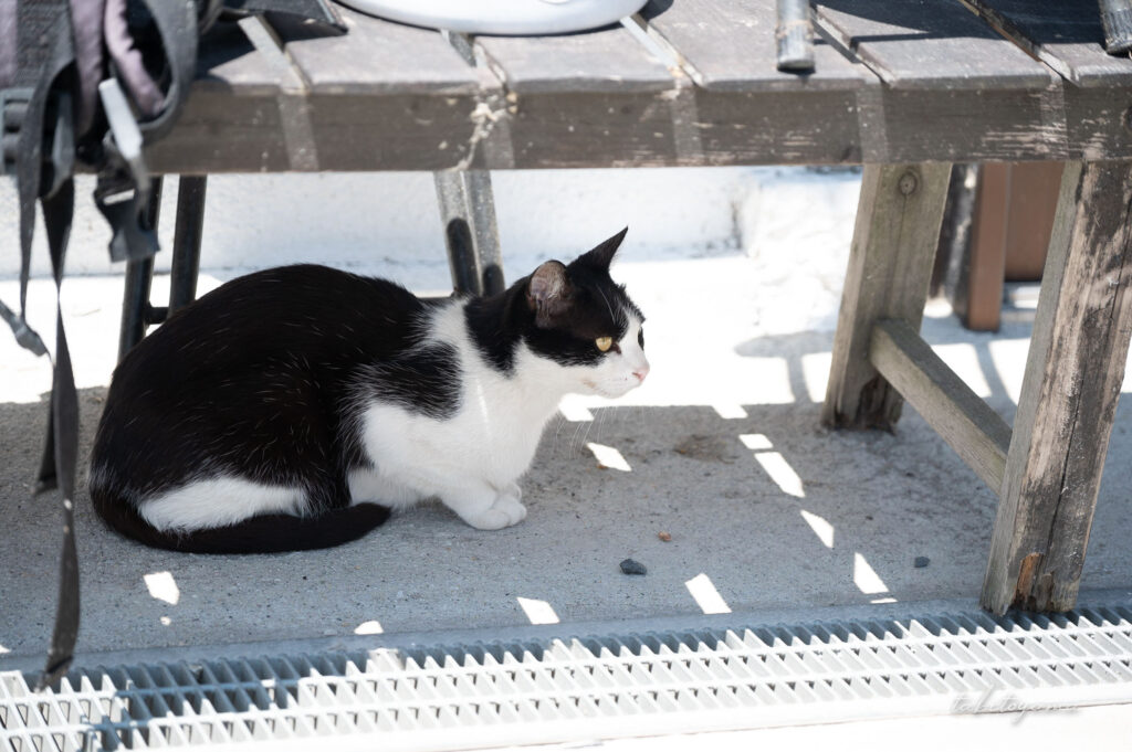 キッチンよろこんで原黒店のそばでくつろぐ野良猫