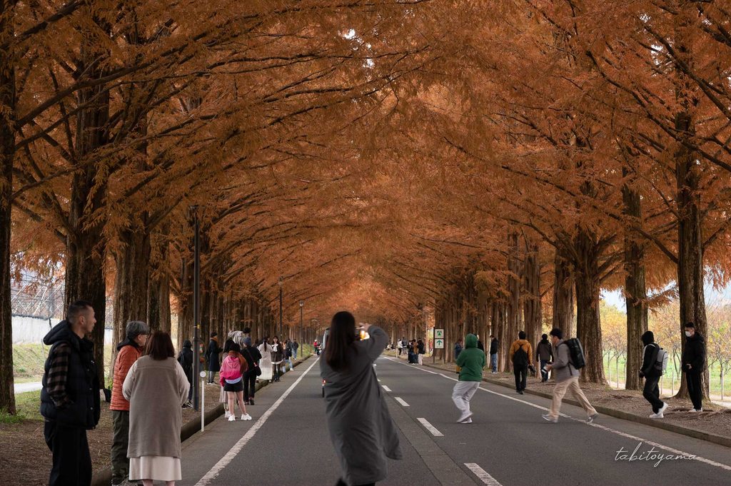 紅葉のメタセコイヤを撮影しようと車道へ飛び出す人たち