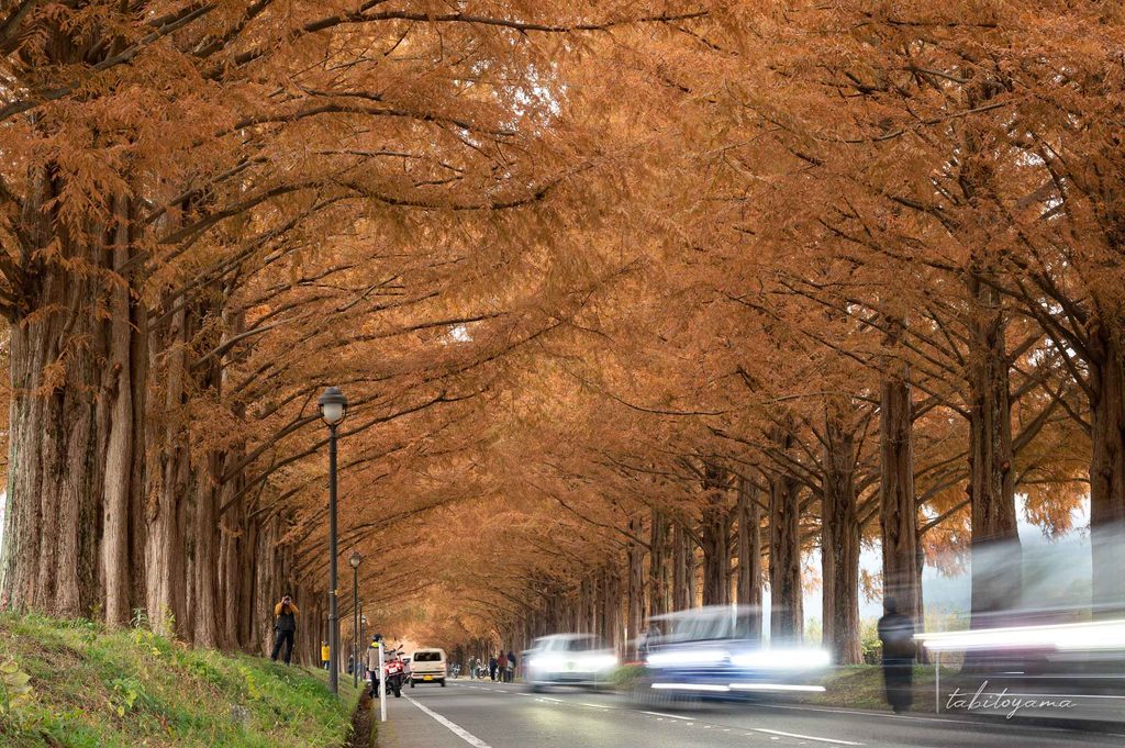 紅葉のメタセコイヤ並木を走る車の残像