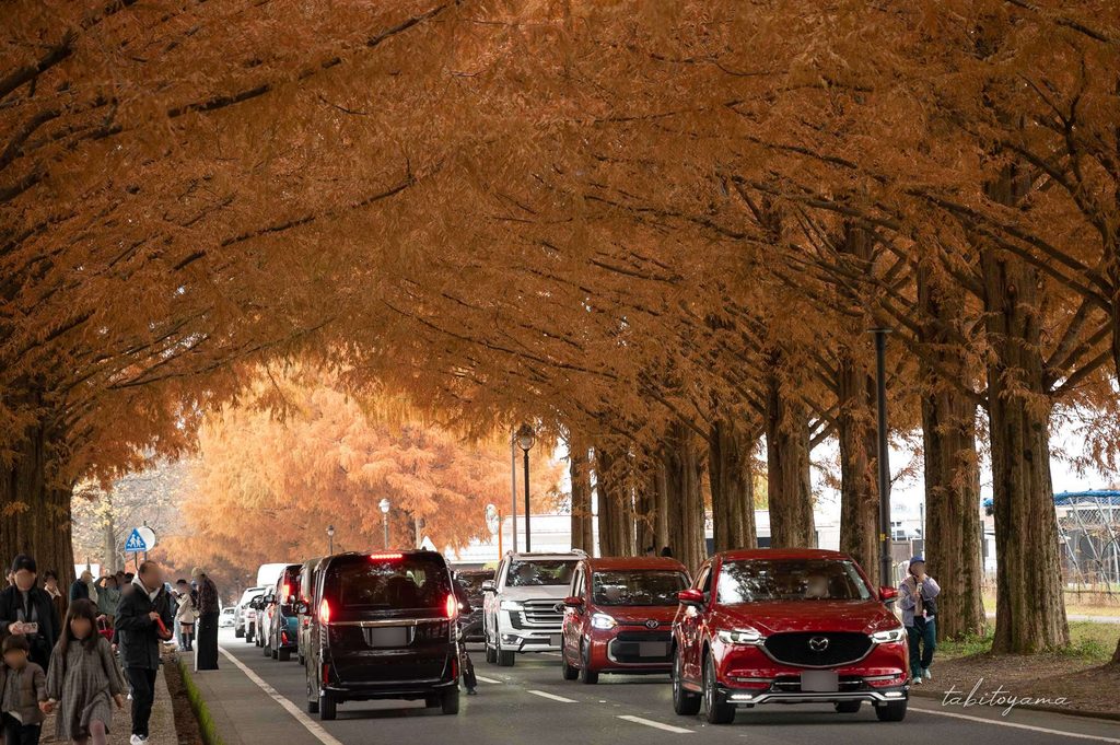 紅葉のメタセコイヤ並木入口付近を行き交う乗用車