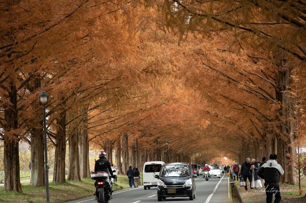 紅葉のメタセコイヤ並木を走るバイクや車、歩道には多くの人が歩く