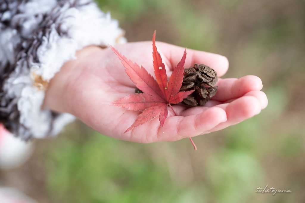 息子の小さな手の中にある赤い紅葉と松ぼっくり