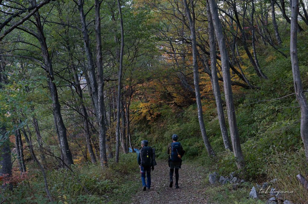 樹林帯の道を歩く登山者