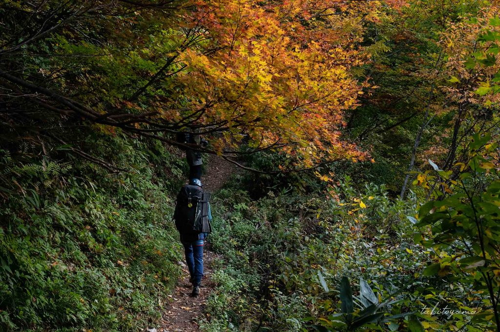 樹林帯を歩く登山者