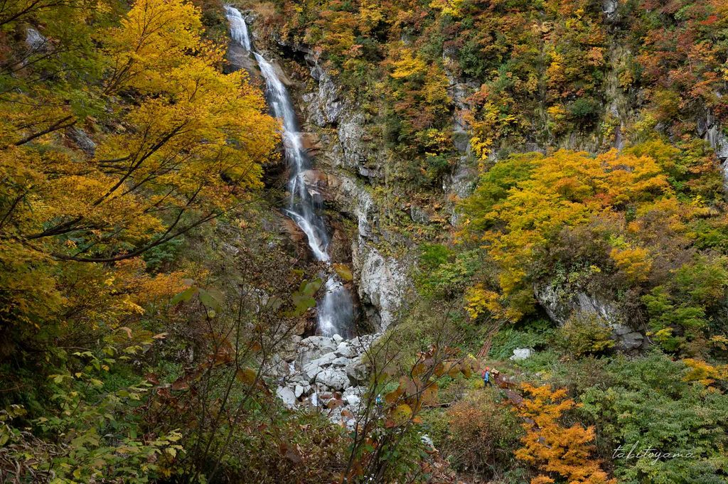 黄色い紅葉の岩肌の隙間から滝が流れ落ちる