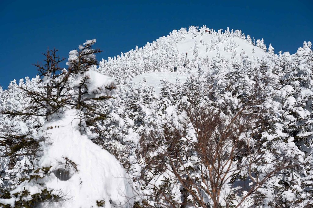 樹林帯の奥には西大巓の樹氷