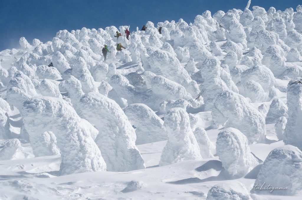 強風で雪が舞う樹氷原を登山者たちが列になって登っていく様子