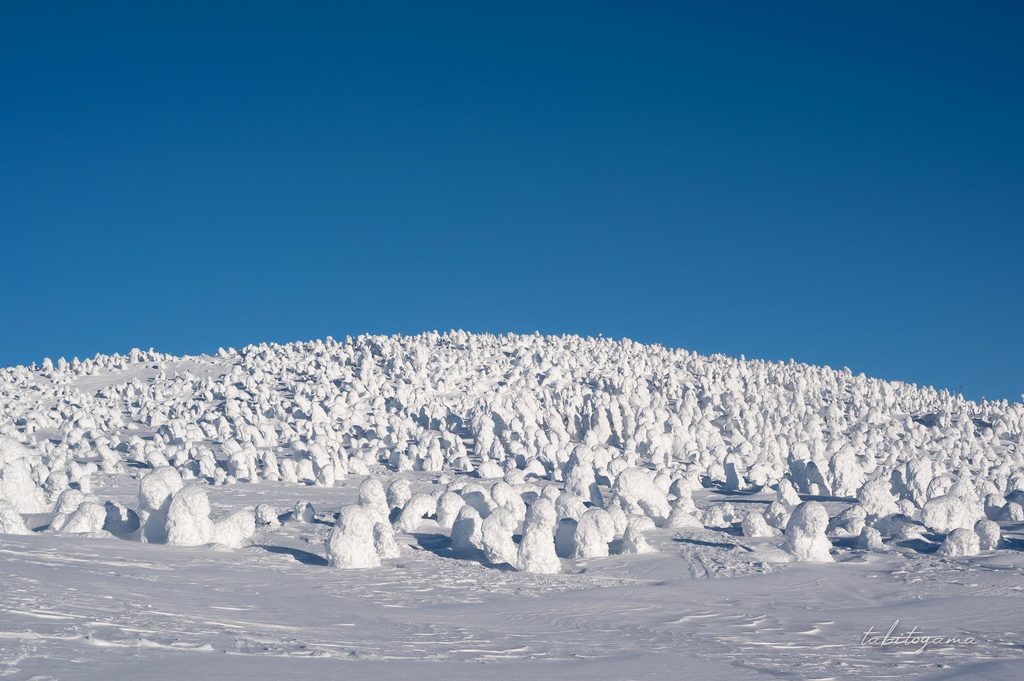 雲一つない青空と樹氷が密集する雪原
