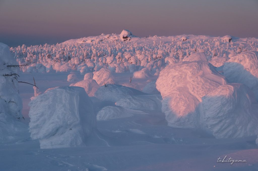 夕暮れのパープルピンクに染まる樹氷原