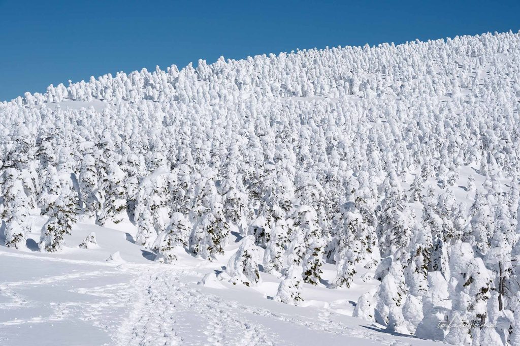 雪原についたトレースの先には大量の樹氷が立ち並ぶ