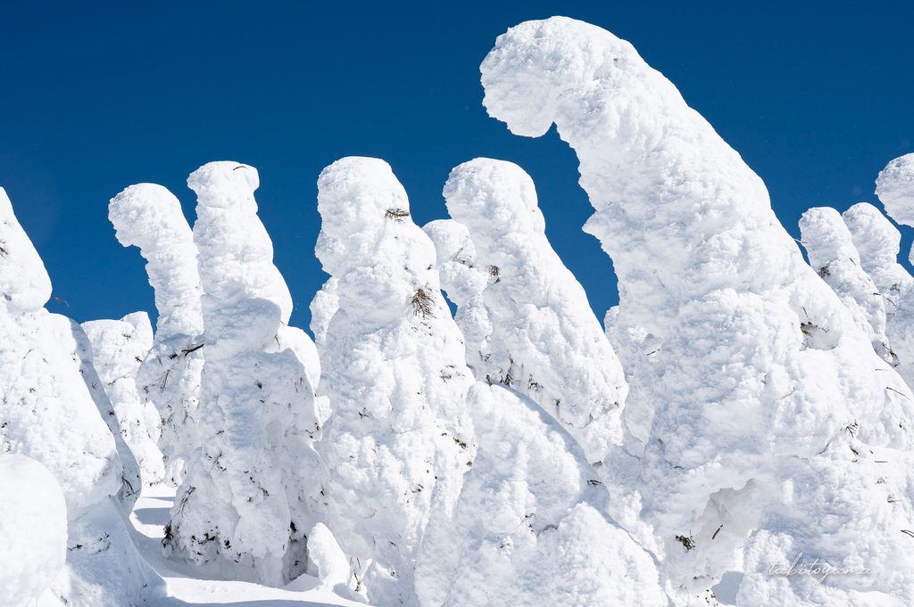 細長く雪が付着した背の高い樹氷
