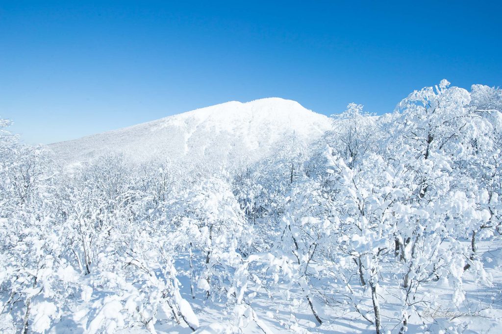 白い雪に覆われた木々の奥には青空と真っ白な雪の稜線