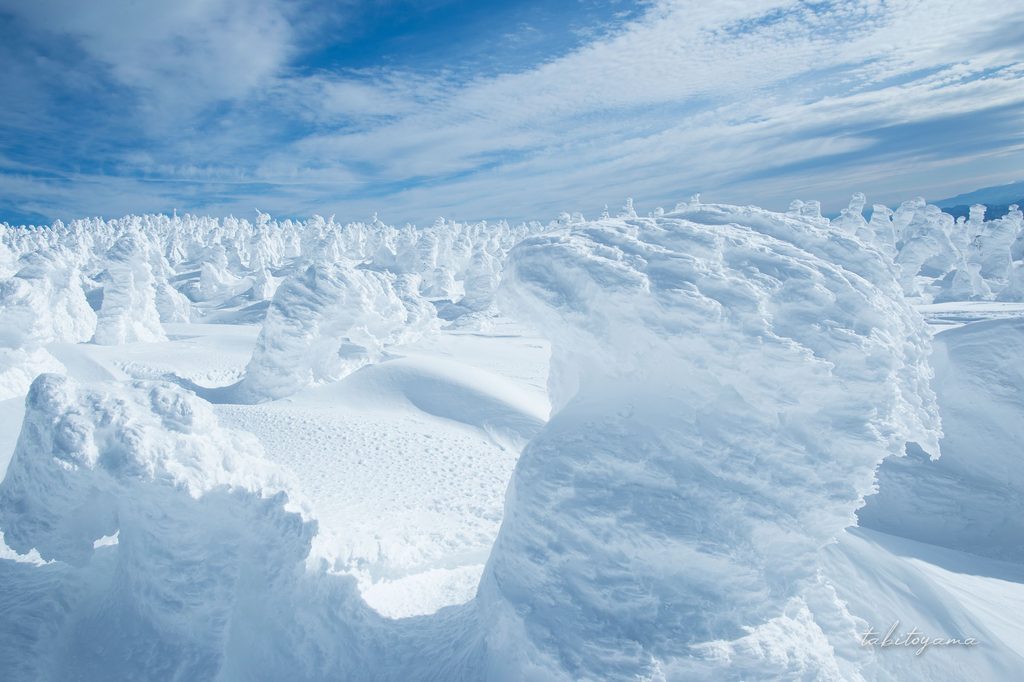雪と氷に覆われて丸みを帯びた樹氷